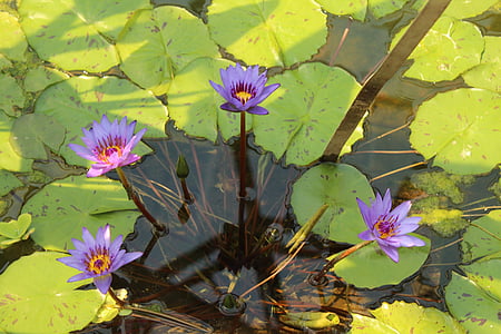 lake, rose, purple, water, bloom, pond, garden