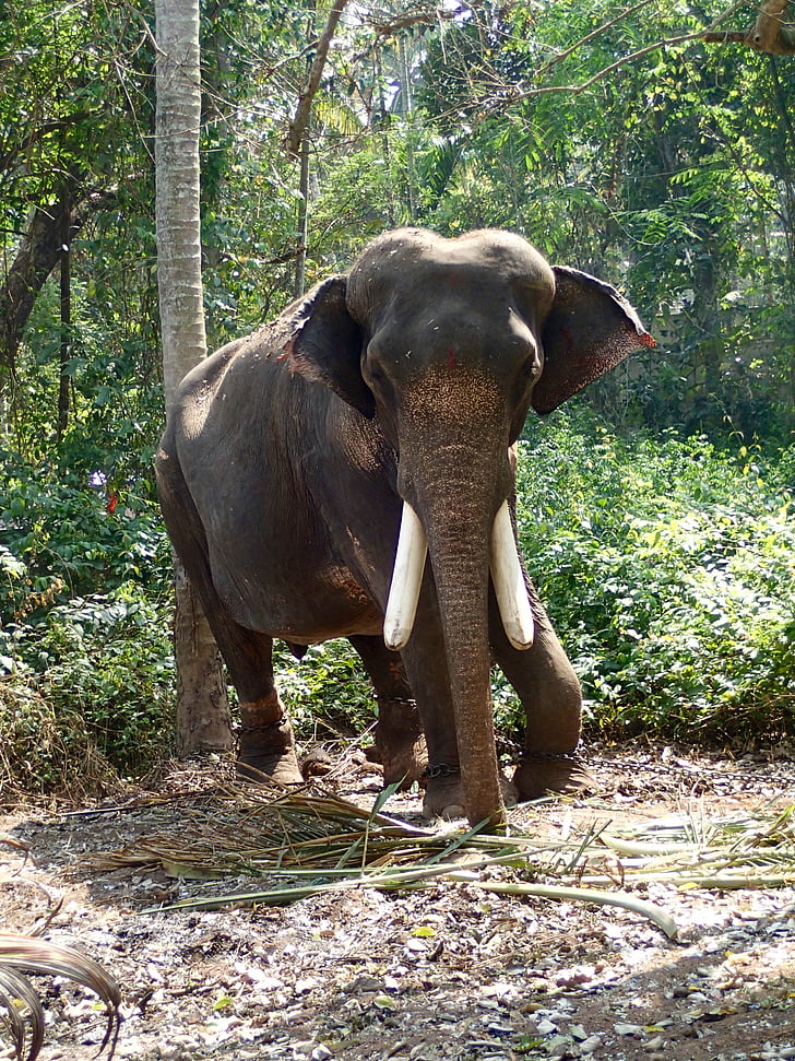Słoń, Indie, dżungla, pastwiska, dzikich zwierząt, zwierząt, Natura