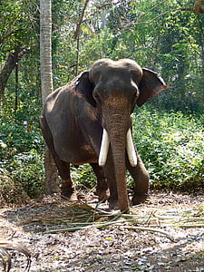 elefant, India, jungelen, beite, dyreliv, dyr, natur