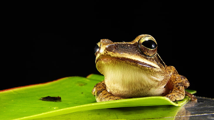 жаба, Златни очи, макрос, амфибия, животните, природата, дива природа