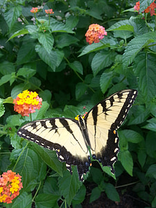 Motyl, wiosna, kwiaty, Latem, ogród, owad, wzór