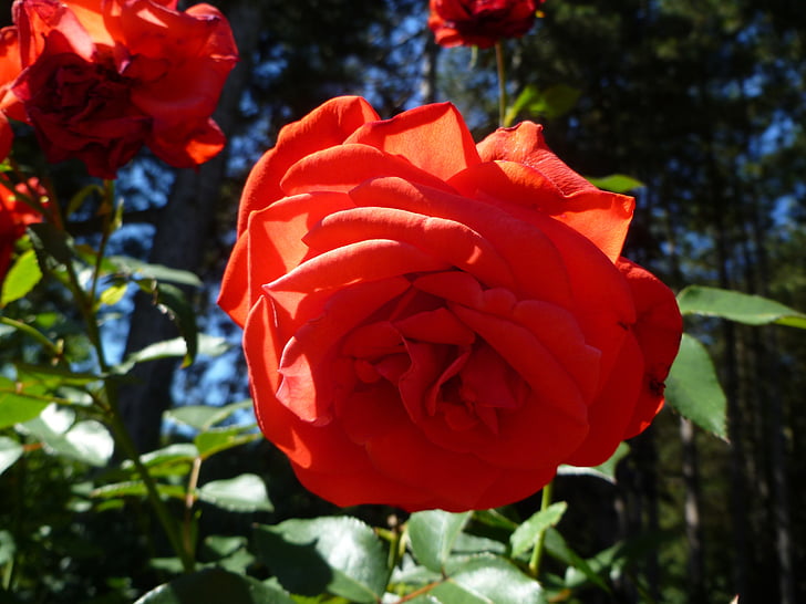 червоний, Троянда, Червона троянда, квітка, Червона квітка, відкрити Роуз, Природа