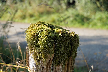 plot, Vlas, plot post, pasienky, príspevok, drevené stĺpiky, Moss