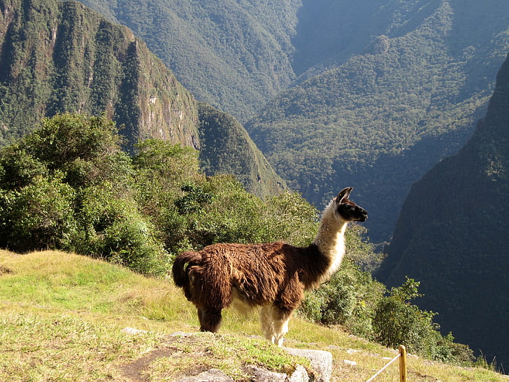 Lama, alpacka, djur, machu picchu, Peru