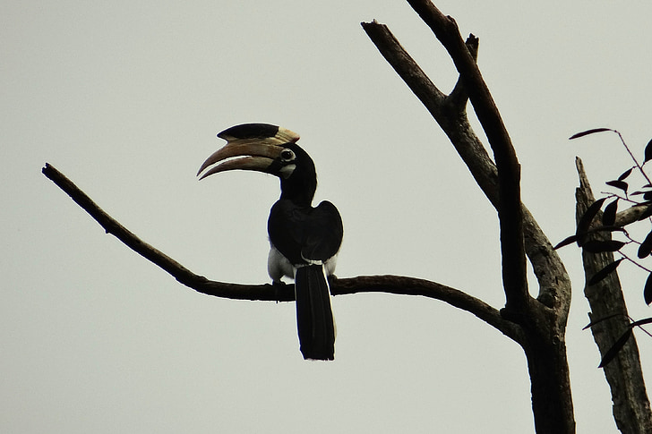 malabar pied hornbill, anthracoceros coronatus, lesser pied hornbill, bird, hornbill, tropical, western ghats