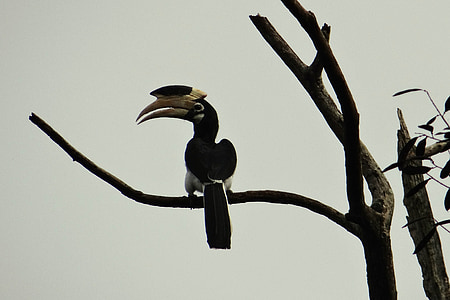 Malabar pied hornbill, anthracoceros coronatus, menšej pied hornbill, vták, Hornbill, Tropical, Západné ghats