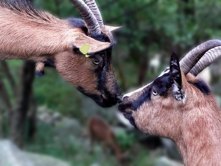 cabras, dos, Sniff, naturaleza, Ticino