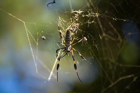 蜘蛛, 蛛形纲动物, web, 捕食者, 宏观, 详细