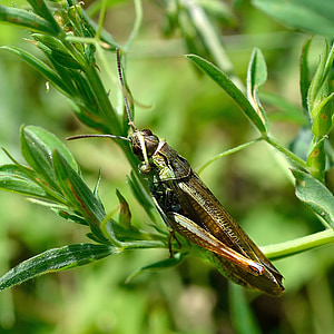 grasshopper, grass, summer, nature, insect, green, closeup