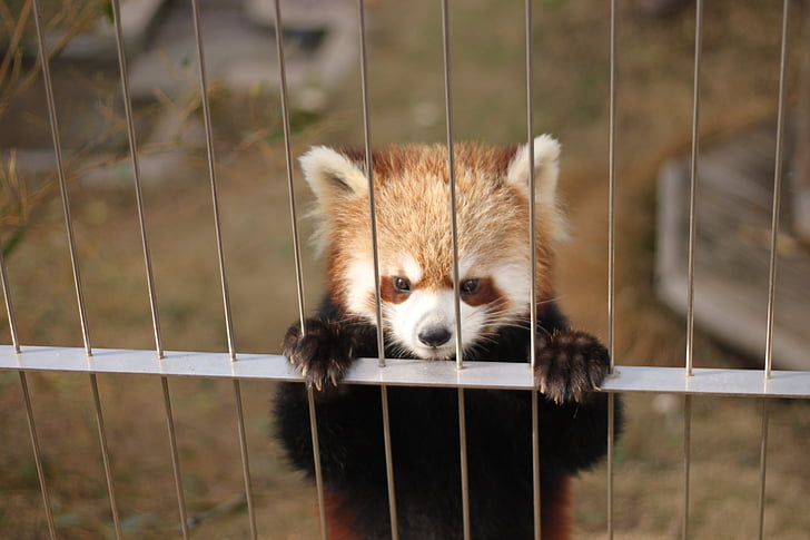 panda rojo, Parque zoológico, animales lindos, animal, mamíferos, Panda - animal, lindo