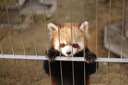 czerwony panda, ogród zoologiczny, słodkie zwierzęta, zwierząt, ssak, Panda - zwierzęta, ładny