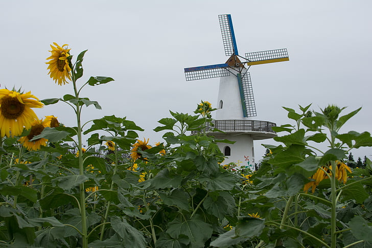 Moulin à vent, tournesol, journée nuageuse, fleur