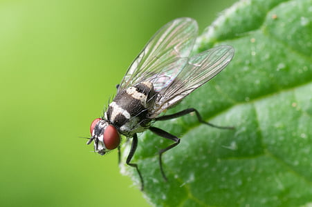 mosca común, macro, insectos, naturaleza, animal, error, verde