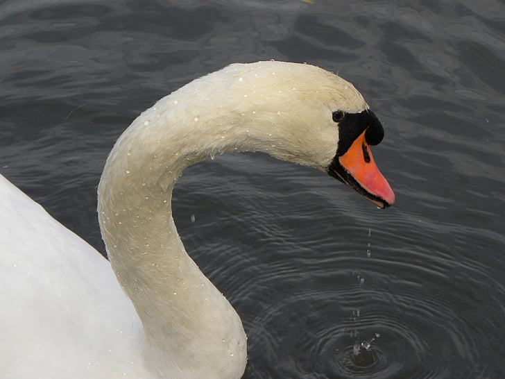Swan, unggas air, Angsa, paruh, hewan, putih, burung