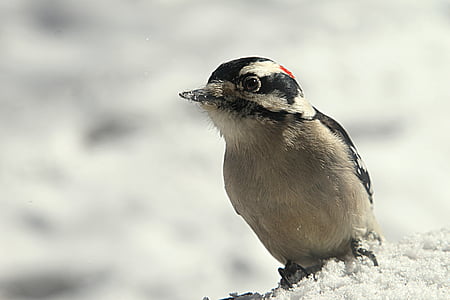 woodpecker, bird, winter, cold, animal, life, nature