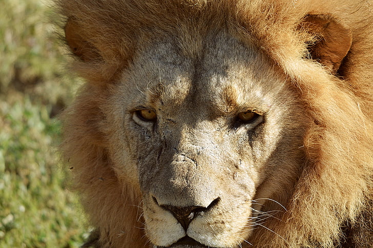 lion, face, wild, animal, africa, carnivore, mammal