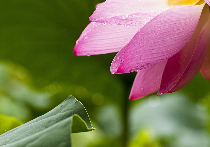 Lotus, ziedi, daba, Lotus leaf, rozā, preces