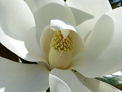 magnolia, mediterranean, flower, blossom, bloom, white, plant