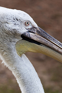 dyr, nebb, fuglen, skapning, fjær, en, Pelican