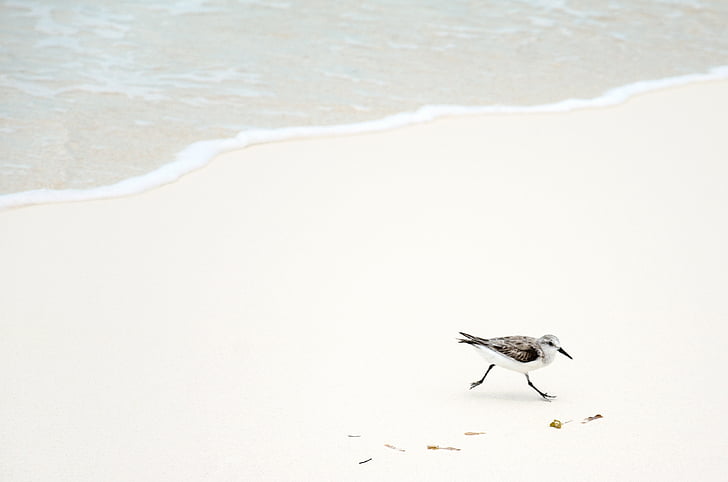 djur, stranden, fågel, Seagull, Shore, naturen, Sand