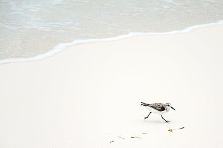 Fotografía, negro, Blanco, pájaro, cerca de, cuerpo, agua