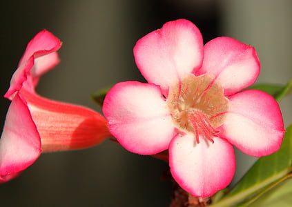 pink flower, adenium, desert flower, the desert rose, violet, flower, wild