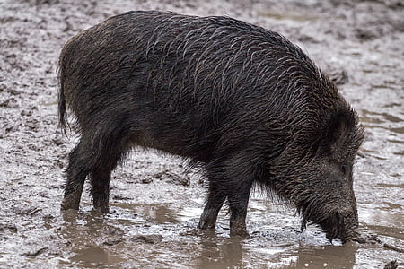boar, wild, animals, bristles, mud, wild Boar, pig