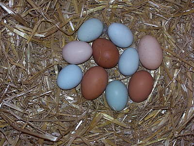 quả trứng, trứng gà, làm tổ, bình thường màu xanh lá cây, trứng màu nâu