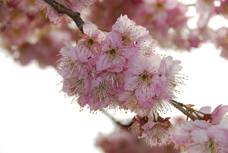пейзаж, вишни в цвету., Весна, розовый цвет, дерево, Природа, филиал