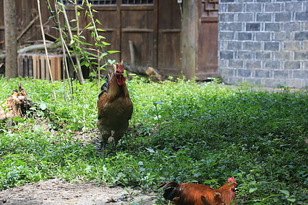 gallo, pollo, Agriturismo, pascolo