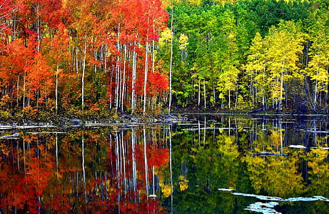 herfst, schilderachtige, loof, landschap, reflectie, water, rust