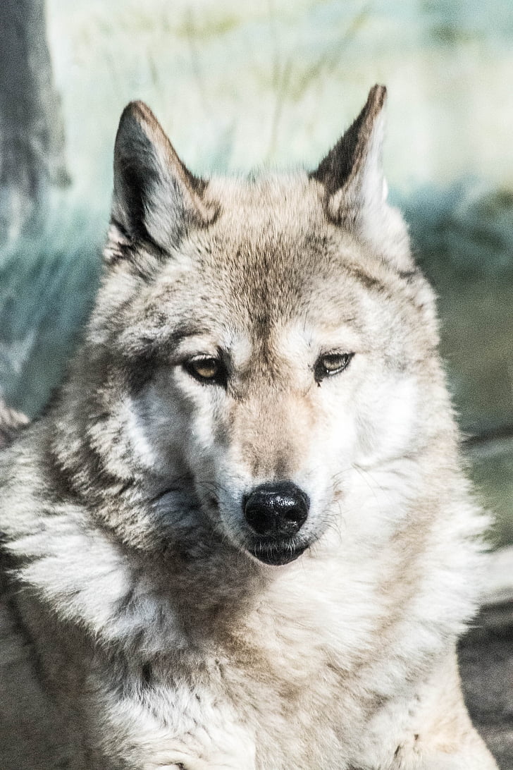 Wolf, dyr, Zoo, kødædende, pattedyr, grå ulv, hund