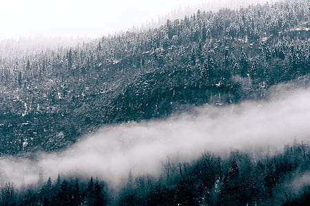 natur, Woods, skov, træer, røg, tåge, tåge