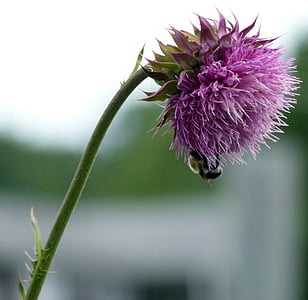 bumble bee, bee, bumble, thistle, milk thistle, insect, flower