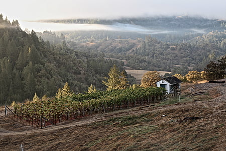 Vinařství, víno, Sonoma, Kalifornie, sklenice na víno, vinné révy, vinice