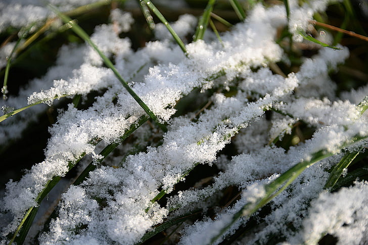 snow, blades of grass, first snow, coldsnap, temperature tumble, cold temperature, winter