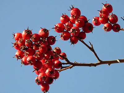 berries, fruits, red, tree, berry red, leather leaf weißdorn, thorn apple