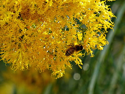 yellow, bush, blossom, insect, animal, nature, plant