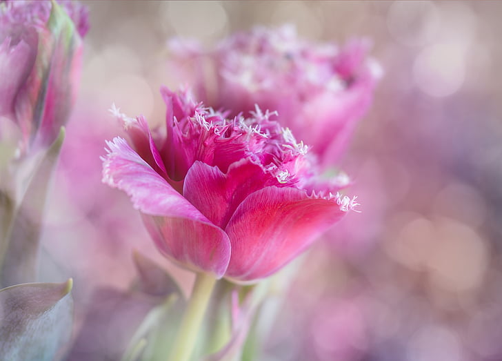 tulipán, tenyésztés, rózsaszín, virág, Blossom, Bloom, természet