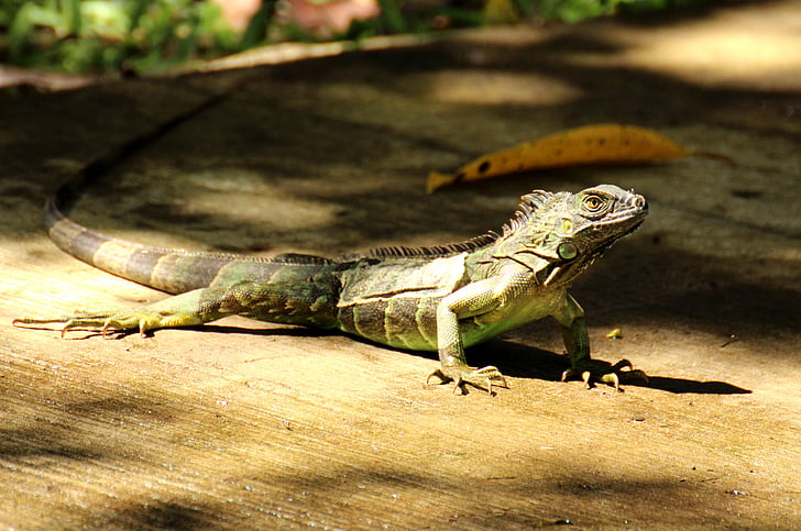 Costa Rica, tropice, america centrală, tropicale, natura, animale, reptilă