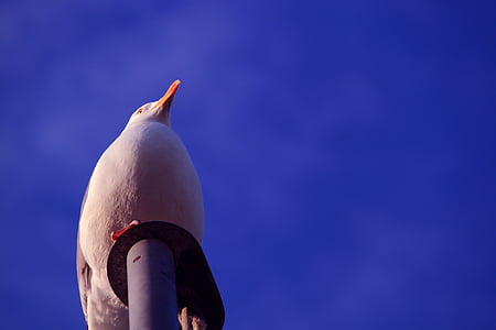 seagull, gulls, sky, holiday, bird, bill, spring