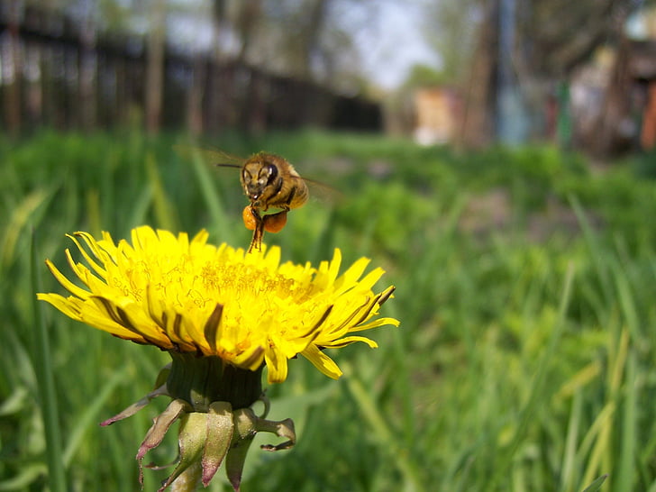 abeille, pissenlit, pollen, sontse, travail, printemps, saison