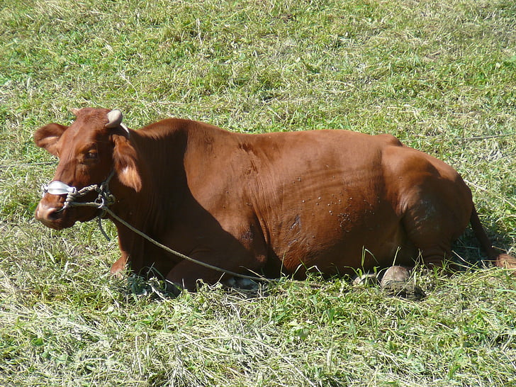 cow, field, agriculture, brown, animal husbandry