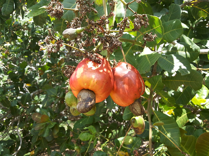 cashew nuts, fruit, cashew tree