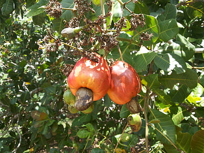 Cashew-nötter, frukt, cashew träd