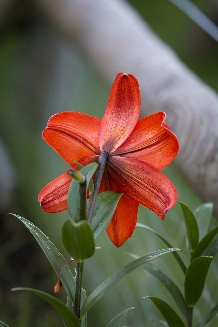 Lily, Lily rodiny, Lilium, kvet, Orange, oranžový kvet, kvet