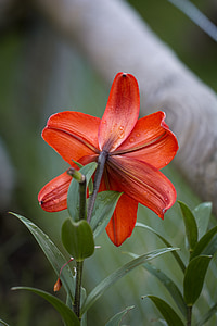 Lilie, Familie Liliengewächse, Lilium, Blume, Orange, orangefarbene Blume, Blüte