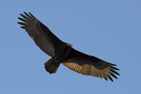 turkey vulture, bird, wildlife, nature, flying, scavenger, buzzard
