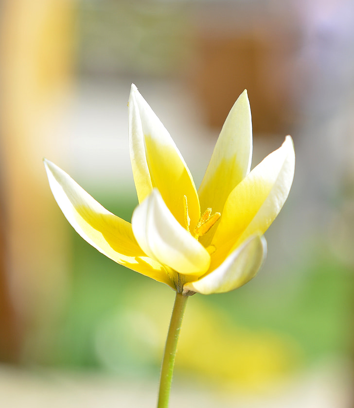 pequeñas estrella tulip, Star tulip, flor, flor, floración, amarillo-blanco, flor de primavera