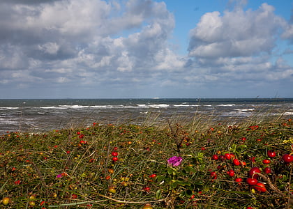 havet, Nordsjön, Holland, kusten, vatten, gräs, stranden